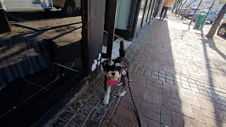 Miniature Schnauzer Walking On Main Road