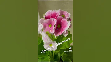 Особенности полива примулы Обконика