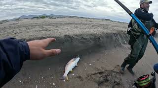 Pesca de corvinas en playa punta teatinos la serena