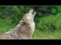 Apex Predators Unleashed: Wolf Packs, Solitary Bears, and the Fox's Strategy