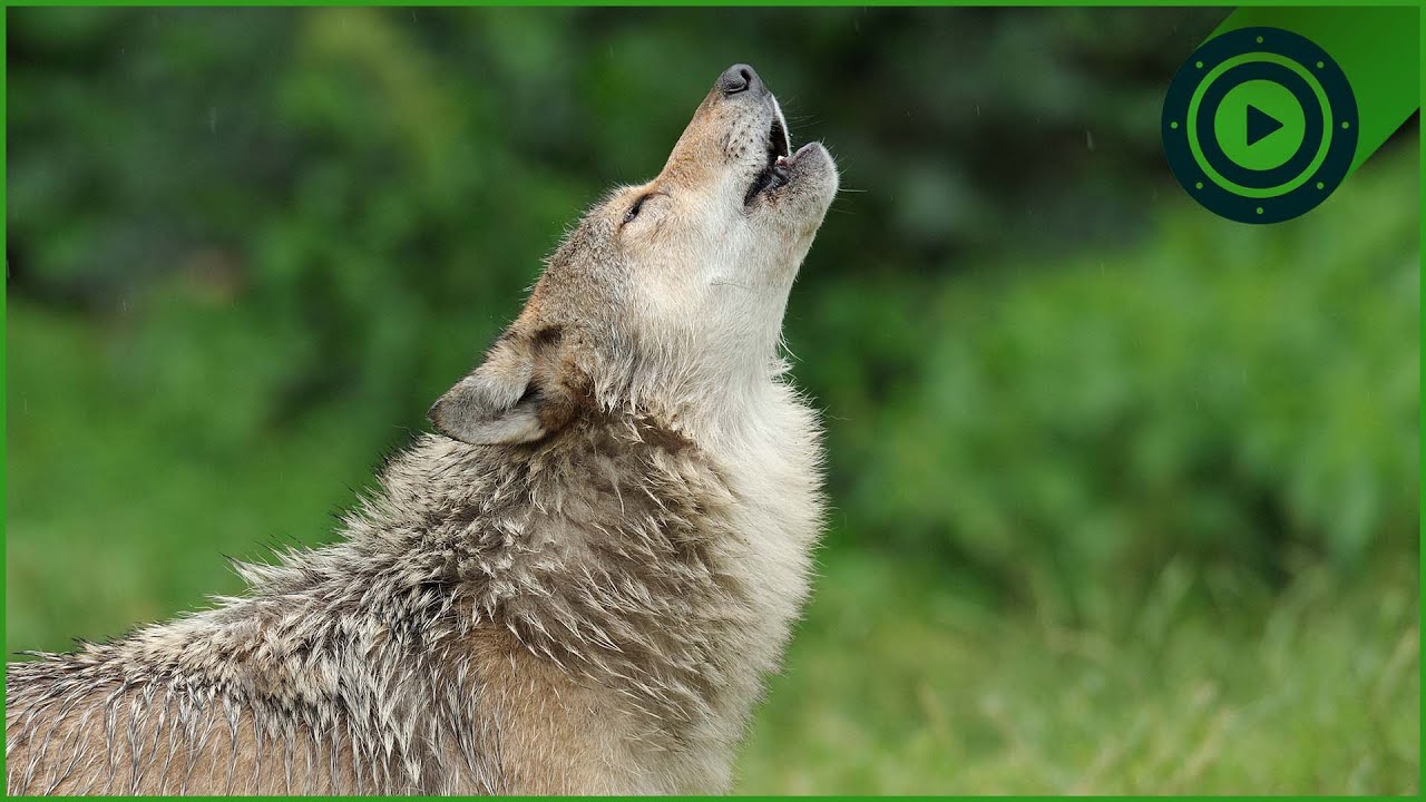 Apex Predators Unleashed: Wolf Packs, Solitary Bears, and the Fox's ...