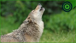 Apex Predators Unleashed: Wolf Packs, Solitary Bears, and the Fox's Strategy