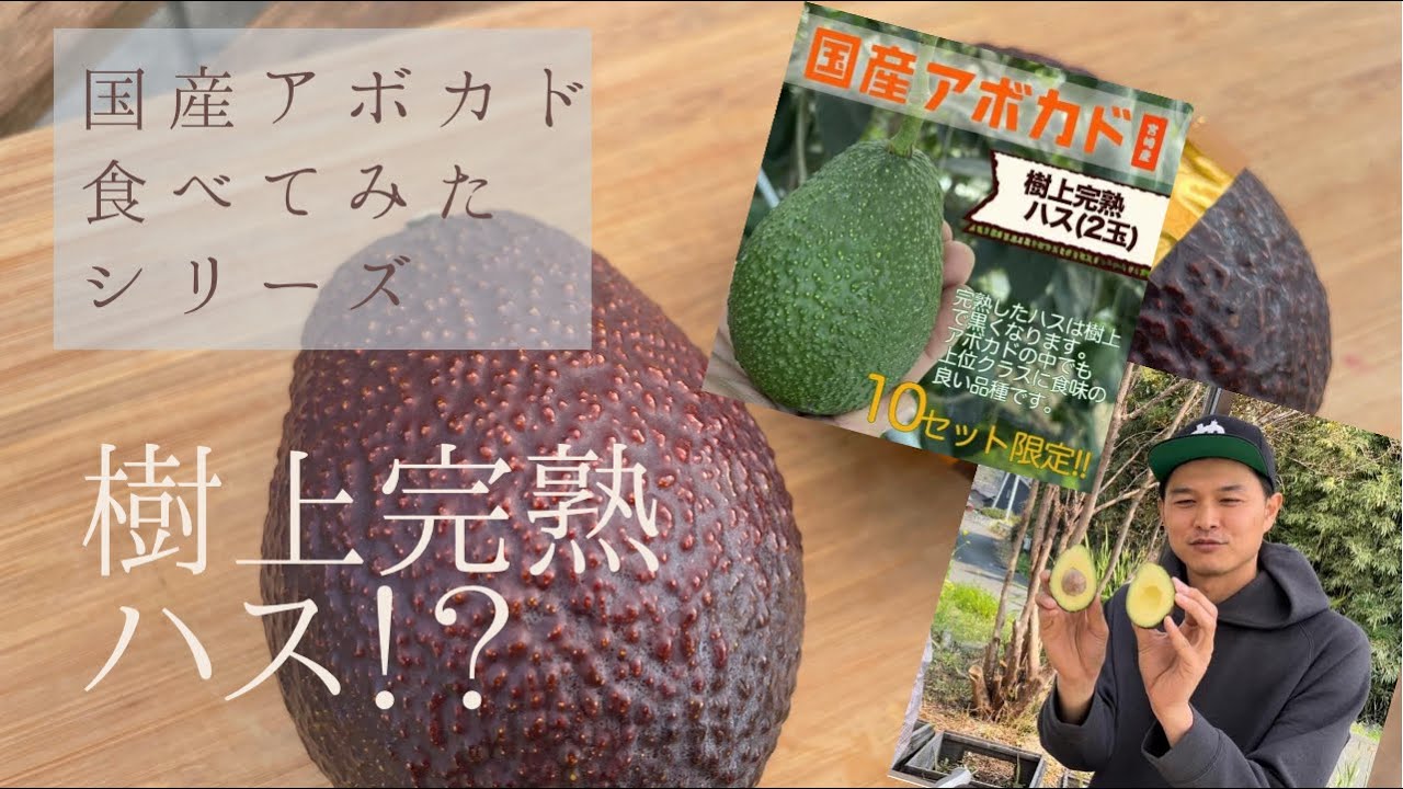 やお九州チャンネル やおチャン 国産アボカド 樹上完熟ハス を食べてみた 注目される国産アボカド食べてみたシリーズ第３弾 Youtube