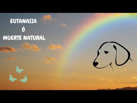 Video: Eutanasia de mascotas contra muerte natural