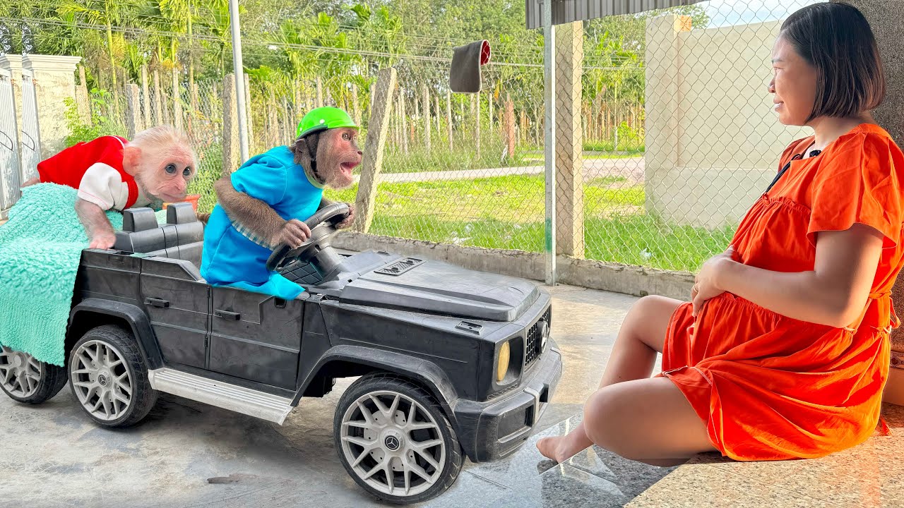 CUTIS & baby monkey secretly created special surprise ever, pregnant Mom touched