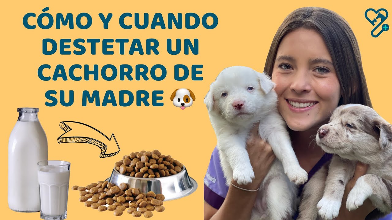 CÓMO Y CUANDO DESTETAR UN CACHORRO - Lauvet