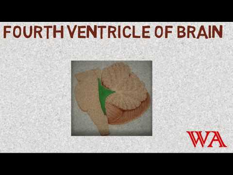 Fourth Ventricle [