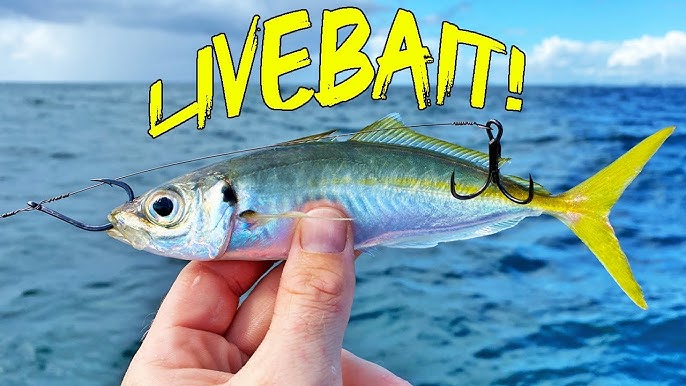 Live-Baiting for Mackerel  The Fishing Show 
