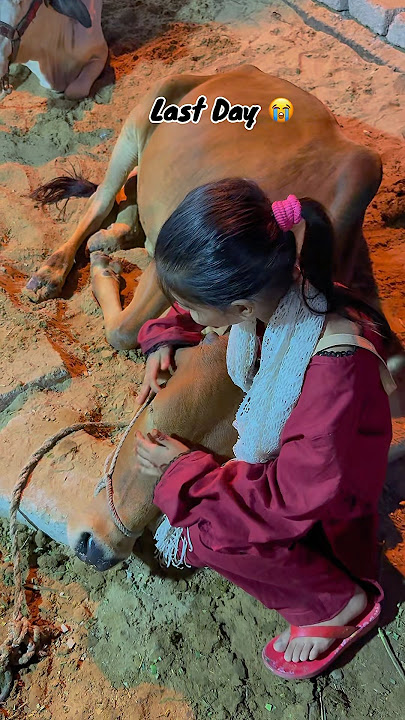 Last Day 😢🕋🌹🥀😭 #bakraeid #lastday #qurbani2025 #cow #eid #animals #sacrifice #eiduladha