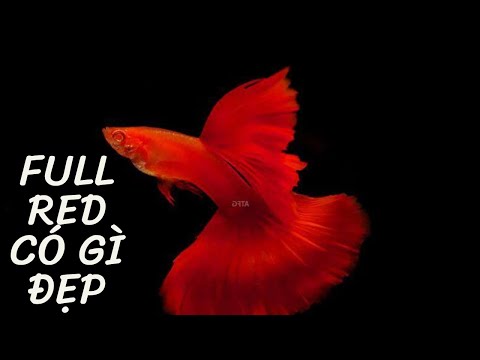 Cá Bảy Màu Full Red Guppy Bds Ribbon Swalow | Chợ Cá Mekong