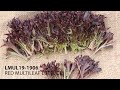 Fairbanks seeds  anthracnose resistant red multileaf  kromio lmul191906