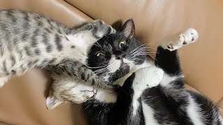 子猫にヘッドロックされてました【保護猫】