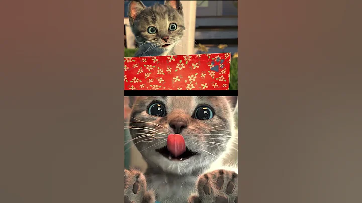 Video 11124631: funny cats kittens meowing, cats kittens meowing cute, little kitten meowing, cute kitten fun, kitten animals, kitten meets