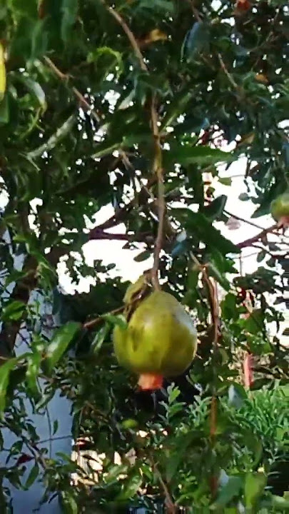 #kunfayakun semoga doa kita di ijabah #masukberanda