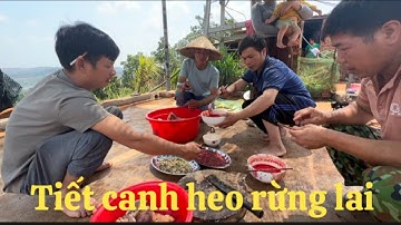Tiết canh heo rừng lai