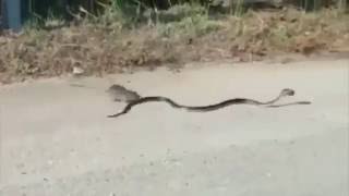 Змея против крысы или крыса против змеи