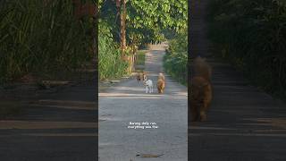 Barong saw her and suddenly remembered everything 💀