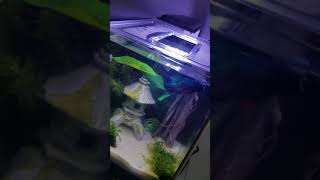 Betta Tank After A Water Change W Iath And George The Snail.