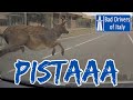 BAD DRIVERS OF ITALY dashcam compilation 11.10 - PISTAAA