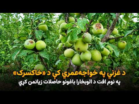 د غزني په خواجه‌عمري کې د «خاکسرک» په نوم افت د الوبخارا باغونو حاصلات زیانمن کړي
