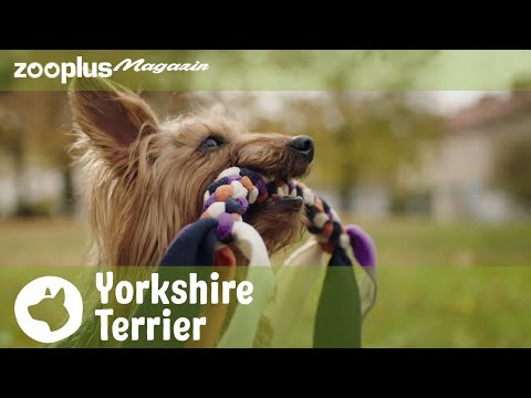 Video: Wie Yorkshire Terrier Aussehen