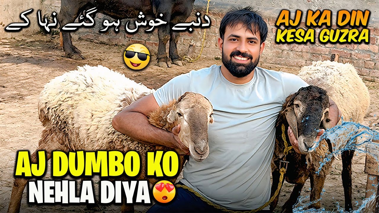Dery Par Kaam Ki Routine 🤔 Aj Ka Roza Kesa Guzra 😍 | آج سب کی فرمائش پر دنبے نہلا دیے