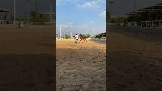 لعب مع المهر screenshot 1