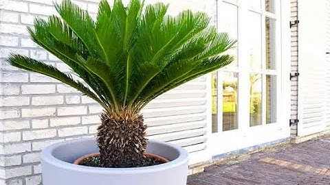 Có nên trồng cây vạn tuế trước nhà? Thiết kế nhà đẹp không gian xanh