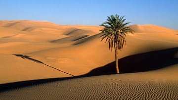 سورة المسد للقارئ عبد الباسط عبد الصمد مع ترجمة معانيها إلى اللغة الإنجليزية