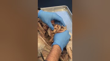 Simpson A&P 2 Cat Dissection Respiratory and Digestive Systems