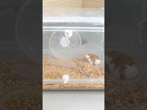 外の世界で暮らすハムスター