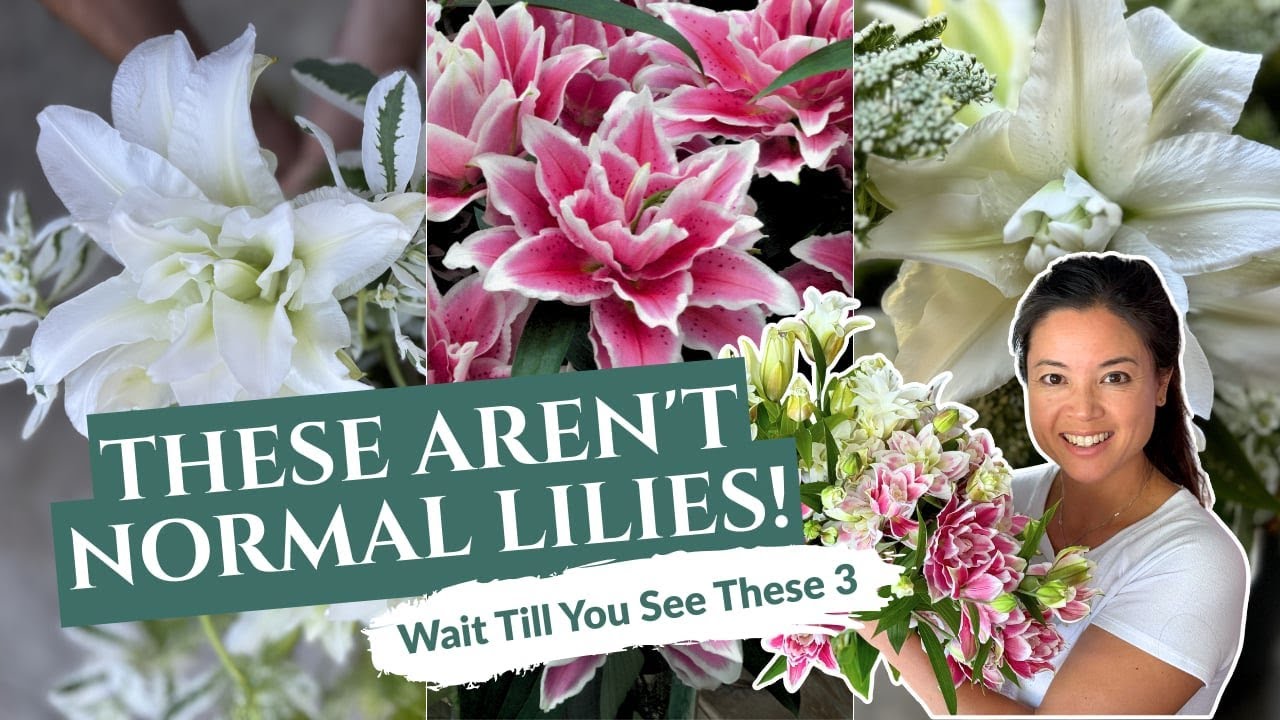 Best Roselily Varieties You Should Grow - YouTube