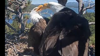 Beautiful Beginning and End to the day with Eagles Jackie & Shadow in Big Bear April 25, 2024