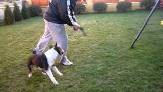 Bullterrier-Planet.hu, Bullterrier Kennel