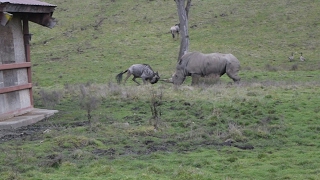 Rhino vs Wildabeest and Killer Emu!