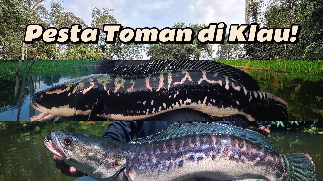 EP 10 🎣 | Diasak Topwater Bertubi-tubi!