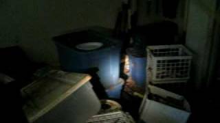 Extreme infestation.AVI