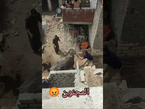 نتعب يوم حنة العريس عشان هناكل