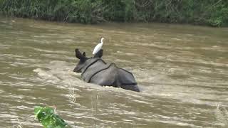 Witness a Rhino Fight |  Reason to visit Nepal