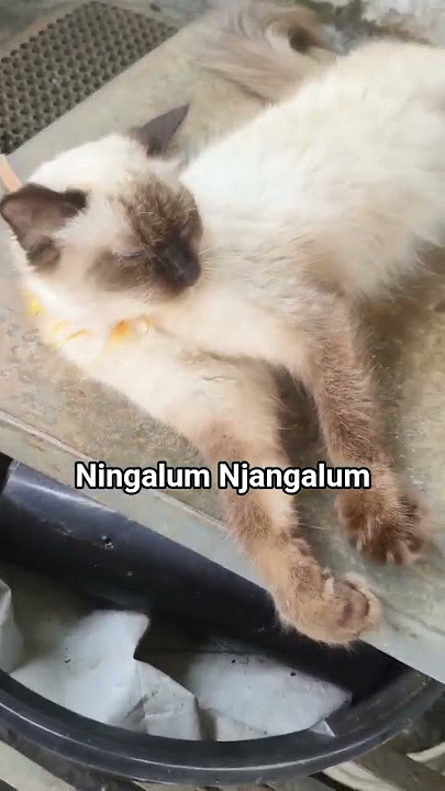 achoda🥰🥰🥰grrrr(19/7/25)####likeandsubscribe