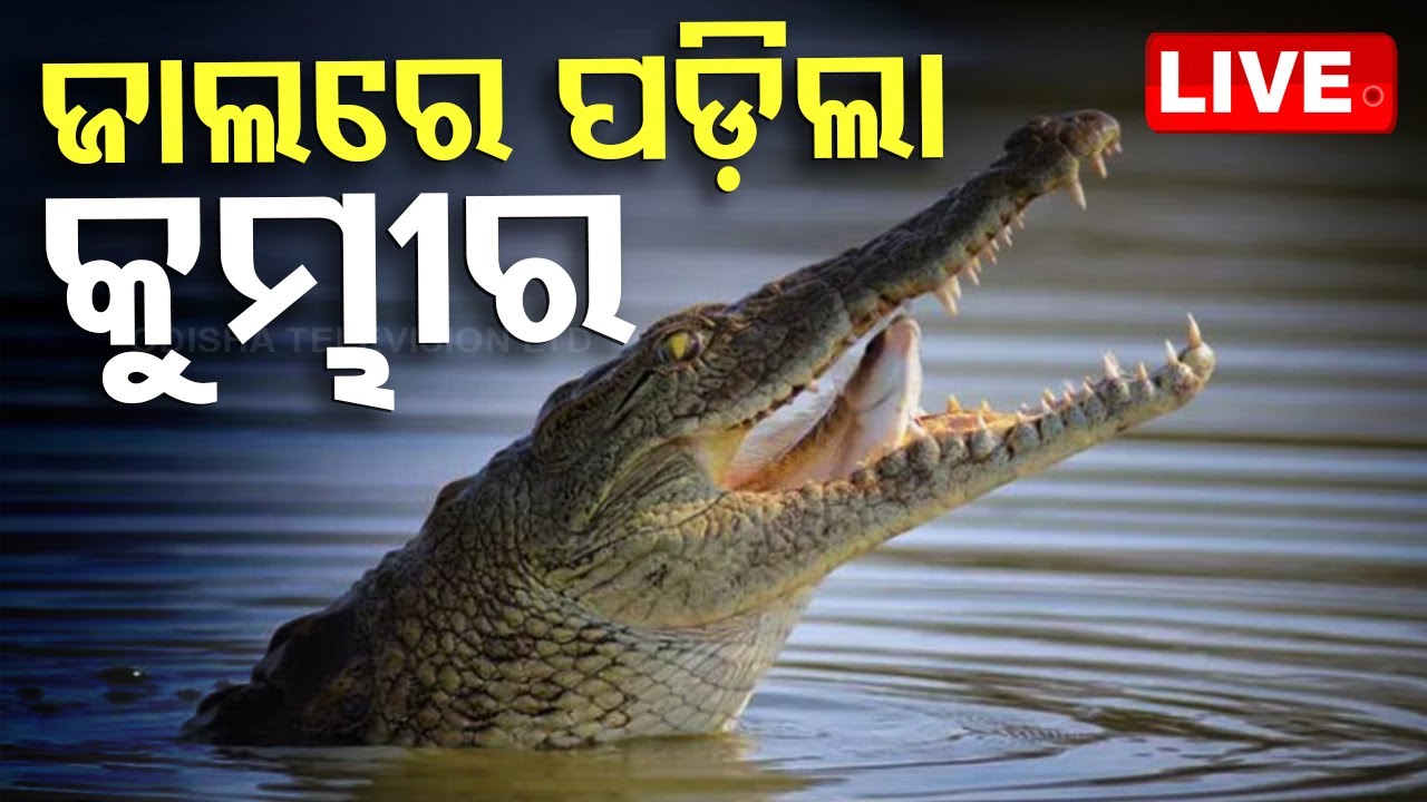 LIVE | ଜାଲରେ ପଡ଼ିଲା ବିରାଟକାୟ କୁମ୍ଭୀର | Crocodile | Puri