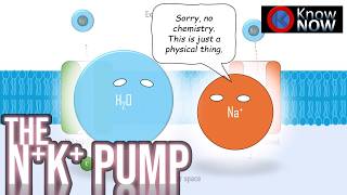The Neuron - Part 2: Sodium (Na) Potassium (K) Pump - Reasonably Deep Dive (by KNOW)