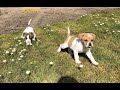 Hermes and Orpheus&#39;s First Day on the Farm!