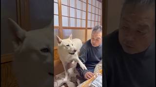 2階にあがりたくて本日8回目のおねだりをする保護犬と愛犬にはいつも甘々なジィちゃんの格闘 #保護犬 #おじいちゃん #おじいちゃんと犬 #大型犬