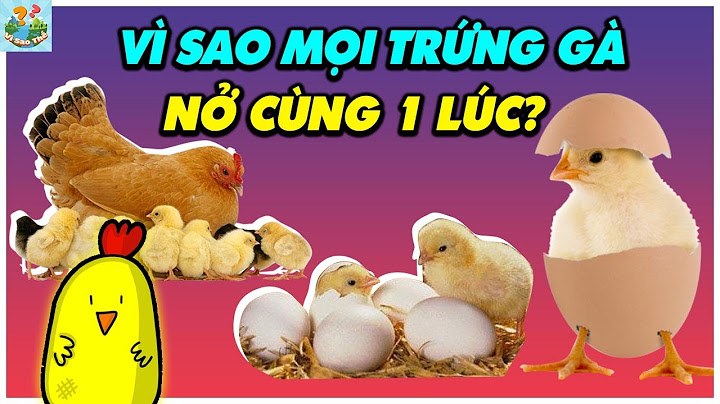 Gà mái ấp bao nhiêu ngày thì nở