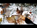 Cat tv for cats to watch hang out with red squirrels and beautiful birds 10hrs winter fun for all