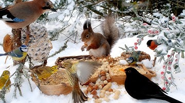 Cat TV for Cats to Watch: Hang Out with Red Squirrels and Beautiful Birds: 10hrs Winter Fun for All