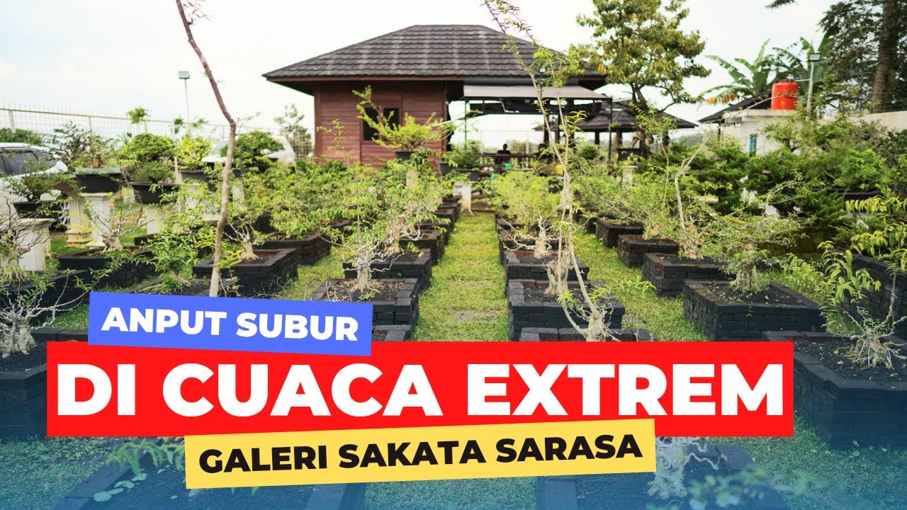 ANTING PUTRI DI GALERI SAKATA SARASA LUAR BIASA @BALAKACIDA #bonsaiistimewa #antingputri