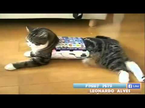 Cats getting stuck