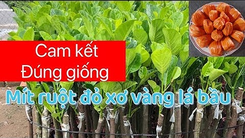 Cách chọn cây giống Mít Ruột Đỏ Xơ Vàng INDO - CÂY GIỐNG THẾ GIỚI XANH